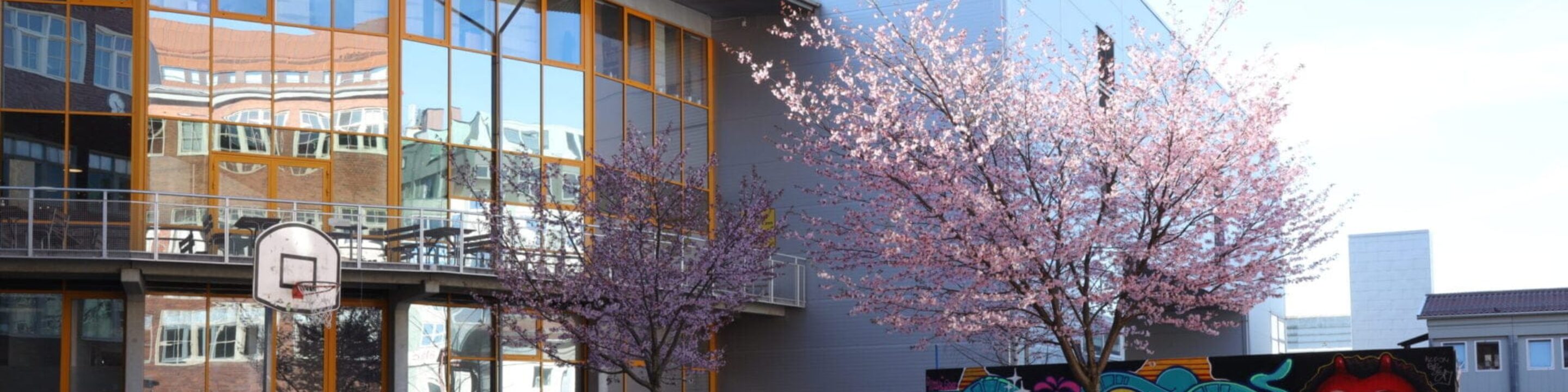 En skolgård med bänkar, basketkorg och blommande träd i rosa. I bakgrunden syns en modern skolbyggnad med stora fönster och ett färgglatt graffitimålat plank.