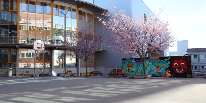 En skolgård med bänkar, basketkorg och blommande träd i rosa. I bakgrunden syns en modern skolbyggnad med stora fönster och ett färgglatt graffitimålat plank.
